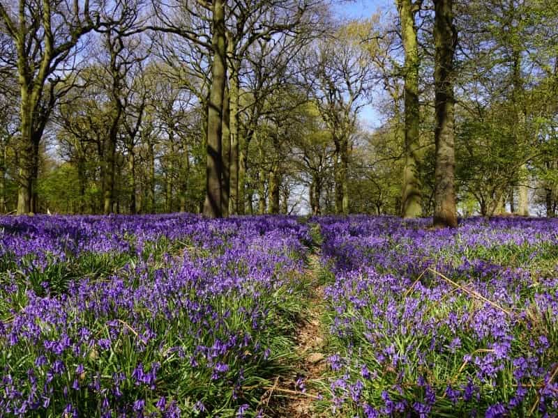 Blue bellflowers on white Stock Photo by ©Multik 118932898