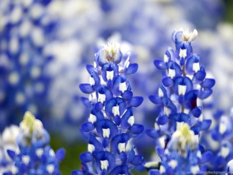 Bluebonnets in Texas: Where to Find Them + Tips for Visiting!