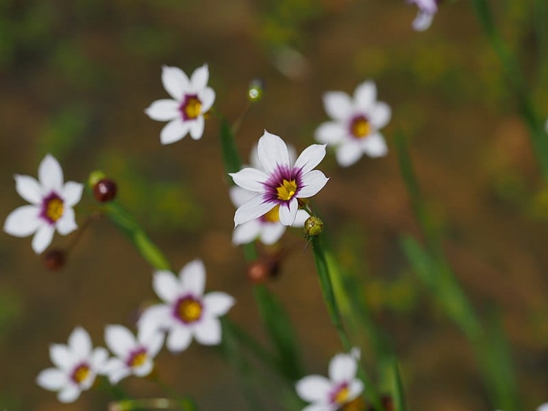 Blue eyed grass Texas gulf coast - Gulf coast, Grass, Coast