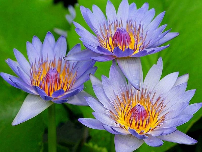 Blue lily Stock Photo - Alamy
