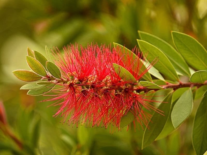 Bottlebrush - Liberty Landscape Supply