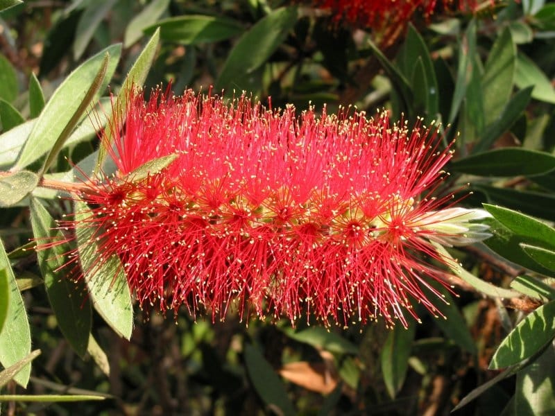 Bottlebrush Callistemon Foliage - Pines  Co 2022 Description: The  Bottlebrush is named for the cylindrical shape of the flowers that bloom at  the ends of its stems. Its leaves also release