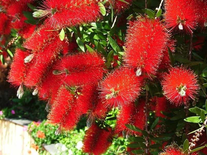 Bottlebrush Plants (Callistemon Spp.) Get Their Name From The Spikes Of  Flowers, A Genus Of Shrubs In The Family Myrtaceae, Endemic To Australia  But Widely Cultivated In Many Other Regions Stock Photo,