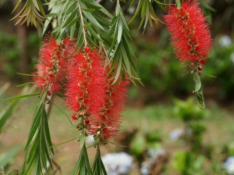 Bottlebrush tree can live for 50 years - - tucson.com