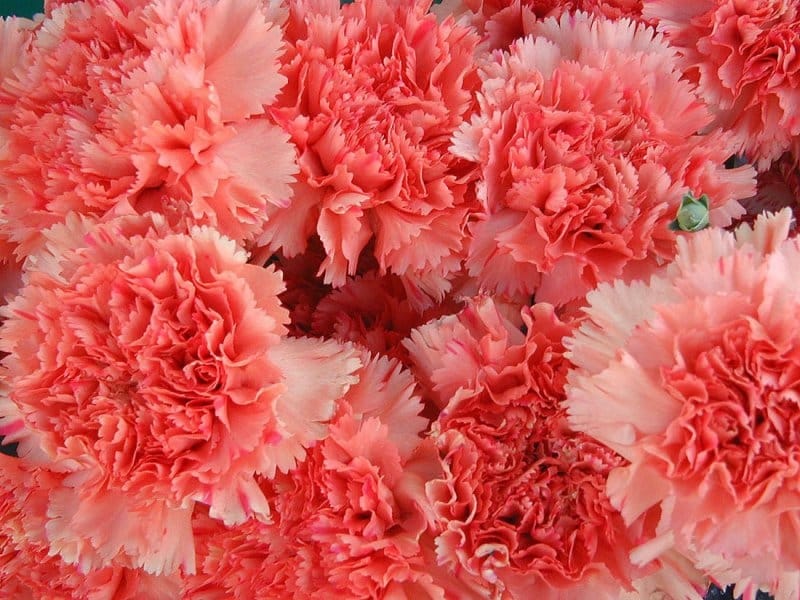 Bouquet Of Roses and Carnations in Glendale, CA - Flowers By Margo