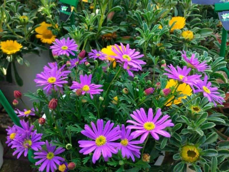 Brachyscome 'Cut-Leaf Daisy Purple' 6\