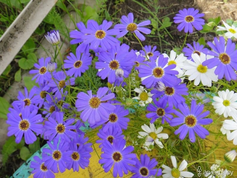 Brachyscome Surdaisy White Improved - J Parker Dutch Bulbs