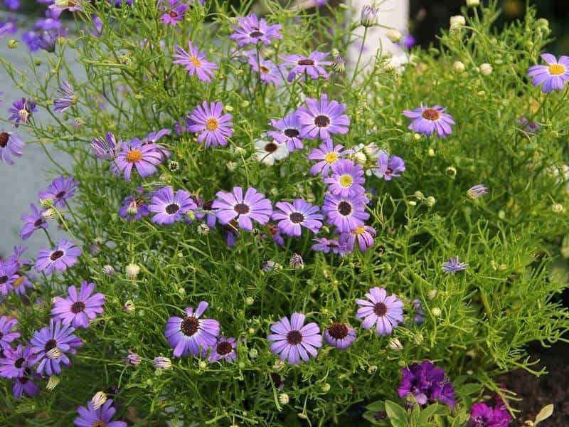 Brachyscome multifida 'Break of Day' - Alpine Nurseries