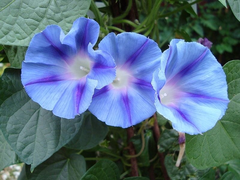 Bright Blue Star-shaped Flowers in a Garden, British Columbia, Canada, 2018  Stock Photo - Image of color, flower: 124654954