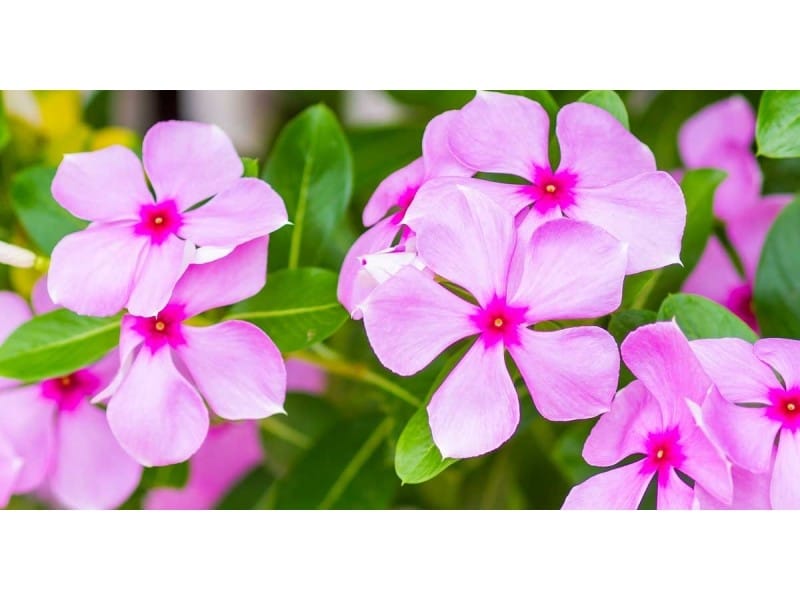 Bright Blue Wild Periwinkle Flowers Bouquet Stock Image - Image of blossom,  lilac: 180153559
