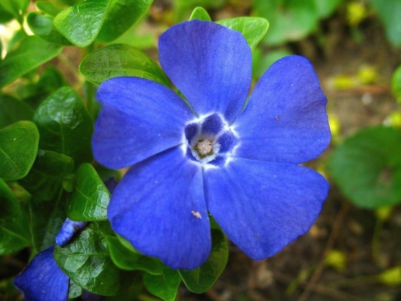 Bright Violet Wild Periwinkle Flowers Bouquet Stock Photo - Image of  freshness, beauty: 178580102