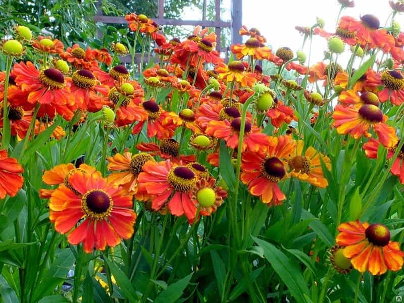 Bunch of Helenium Autumnale Flowers Growing in the Garden Stock Image -  Image of nature, blossom: 160104847