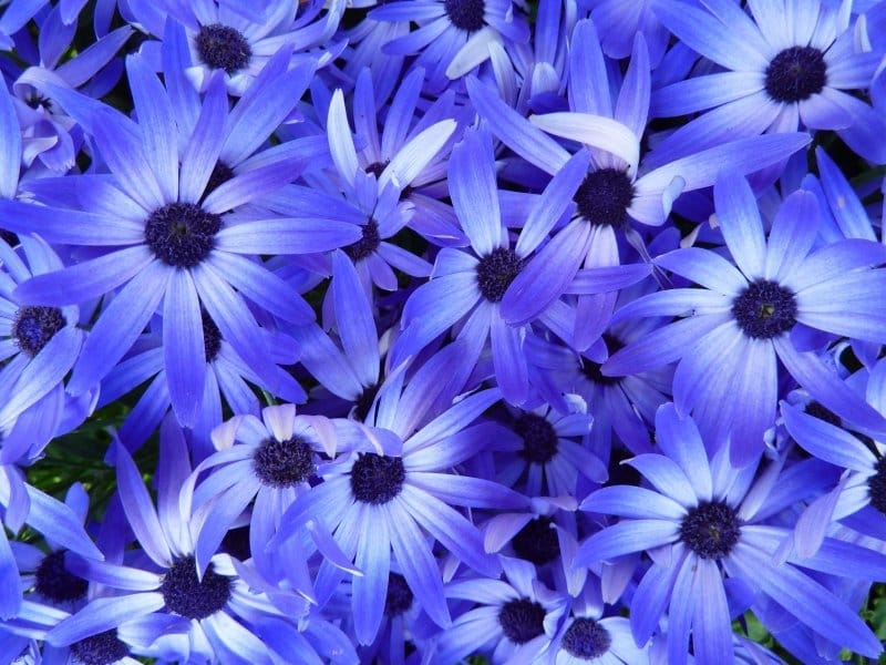 17+ Blue Star Flower Pictures & Photos [Green Gardens Ideas]