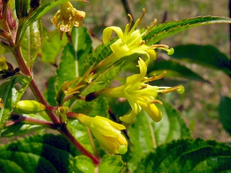 Bush-honeysuckle (Diervilla lonicera) – Wild Seed Project