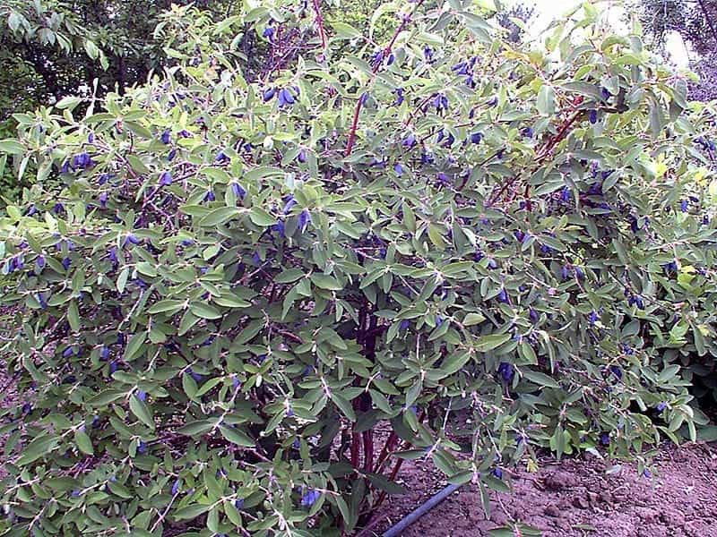 Bush Honeysuckle