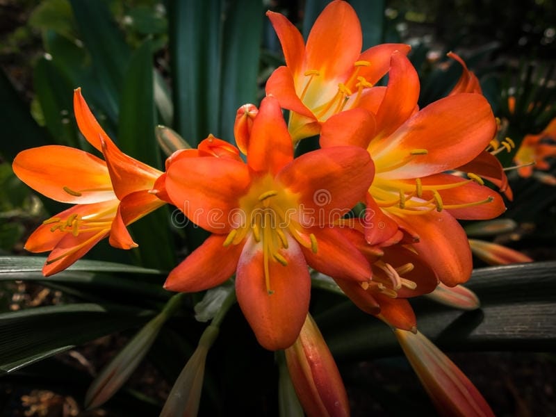 Bush Lily, Clivia Lily, St. John's Lily, Boslelie, Fire Lily , Kaffir Lily  - itslife.in