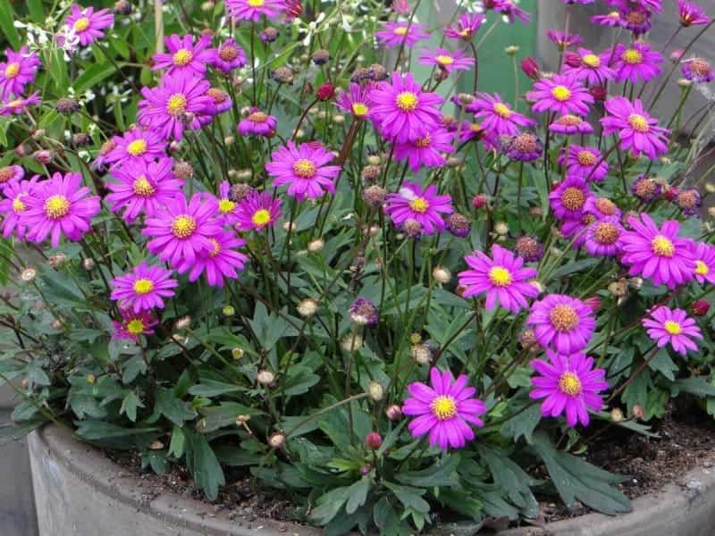 Buy Brachyscome Multifida 'Blue  White Mix' - Sarah Raven