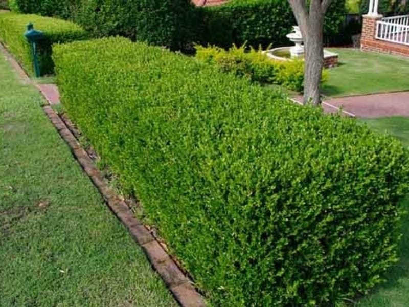 Buy Buxus sempervirens: Green or Common Boxwood Seeds Online in USA, Buxus  sempervirens: Green or Common Boxwood Seeds Price- TreeHelp.com