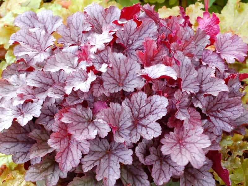 Buy Coral Bells 'Caramel'- Lauren's Garden Service - Native Plant Shop