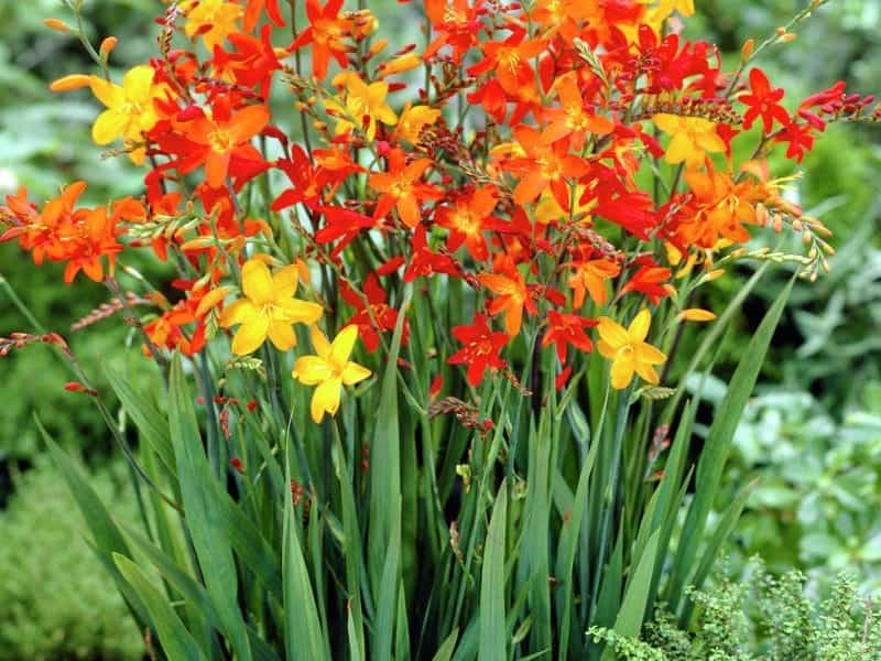 Buy Crocosmia Lucifer - J Parker Dutch Bulbs