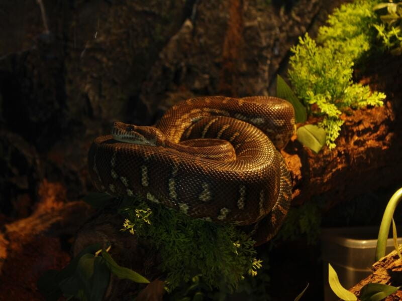 Buy Dwarf Snake Plant with Colour Pot - Indoor Plant - Nursery Nisarga