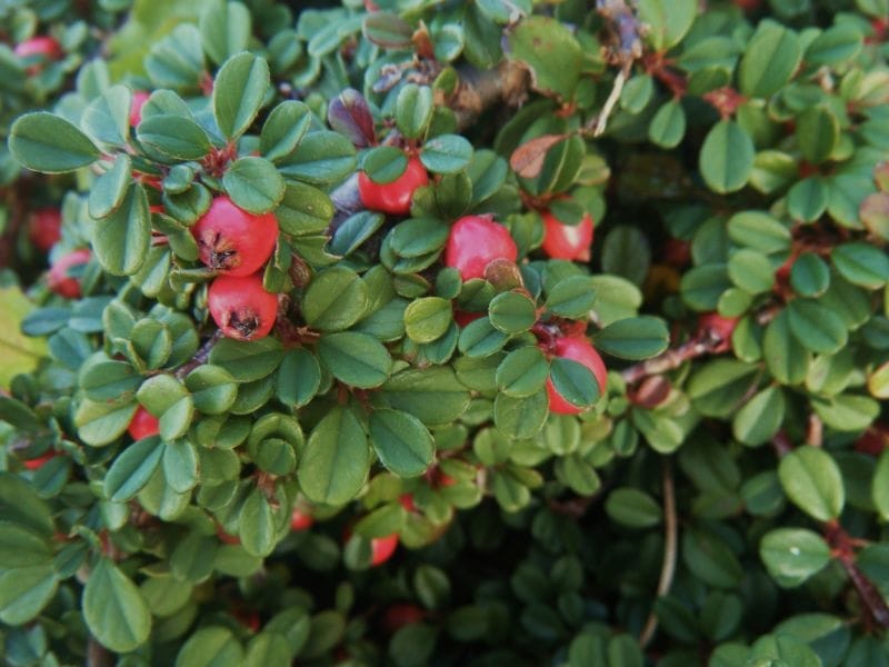 Buy Franchet's cotoneaster Cotoneaster franchetii: Delivery by Waitrose  Garden