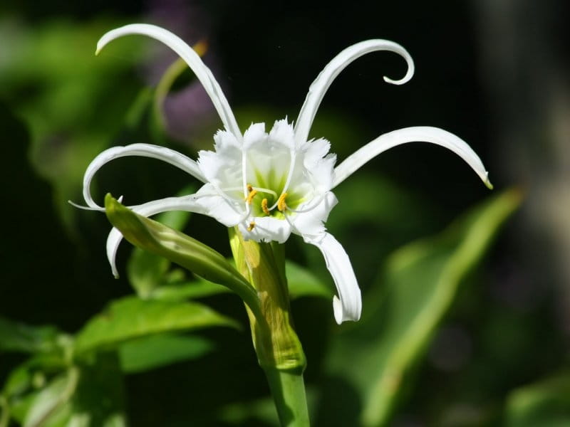 Buy Golden Spider Plant - Pandanus Variegated Online @ Best Price -  Plantsonway
