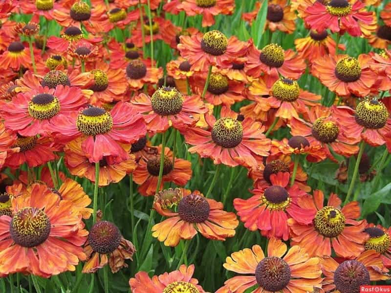 Buy Helenium 'Sahin's Early Flowerer' - Sarah Raven