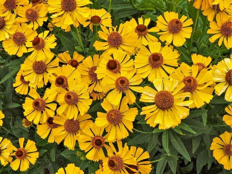 Buy Helenium Mixed - J Parker Dutch Bulbs