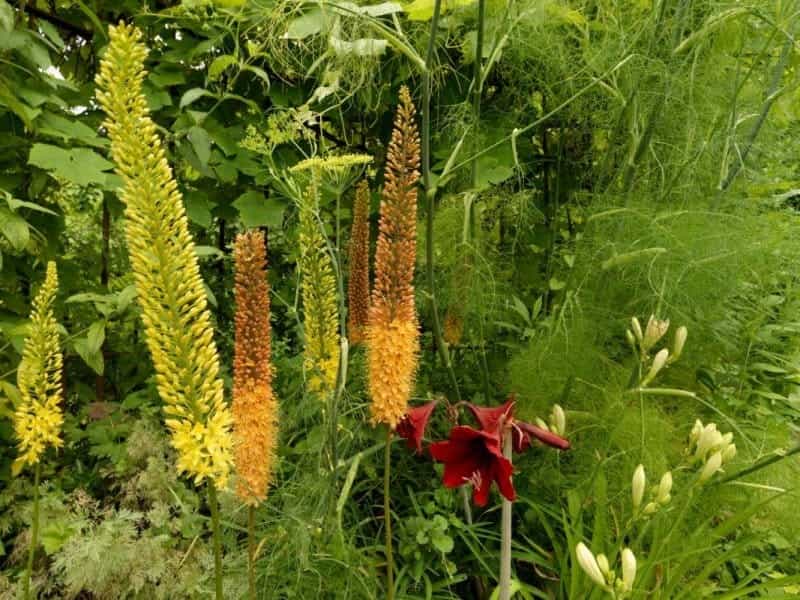 Buy Himalayan foxtail lily bulb Eremurus himalaicus: £9.99 Delivery by  Crocus