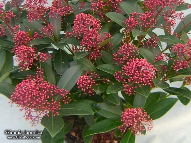 Buy Japanese skimmia (female) Skimmia japonica Obsession ('Obsbolwi')  (PBR): £39.99 Delivery by Crocus
