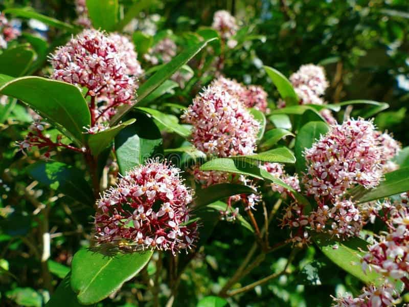 Buy Japanese skimmia (male) Skimmia japonica 'Magic Marlot (PBR)': Delivery  by Waitrose Garden