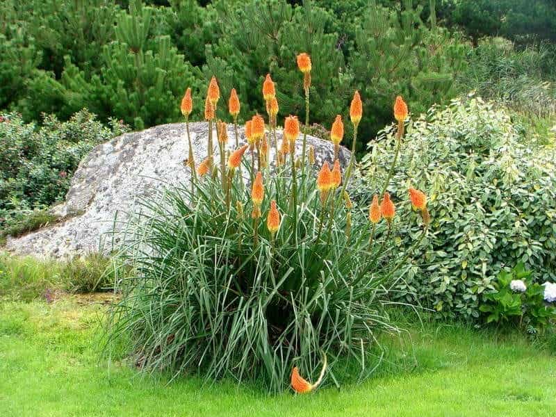 Buy Kniphofia Pineapple Popsicle Flowering Shrub - Free UK Delivery