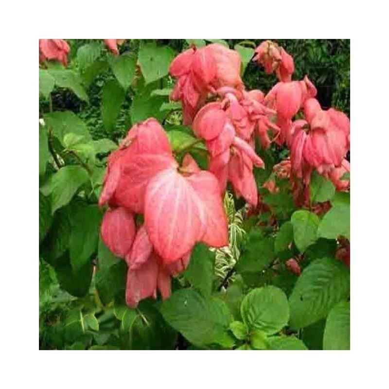 Buy Mussaenda (Pink) Plant Online at lowest price