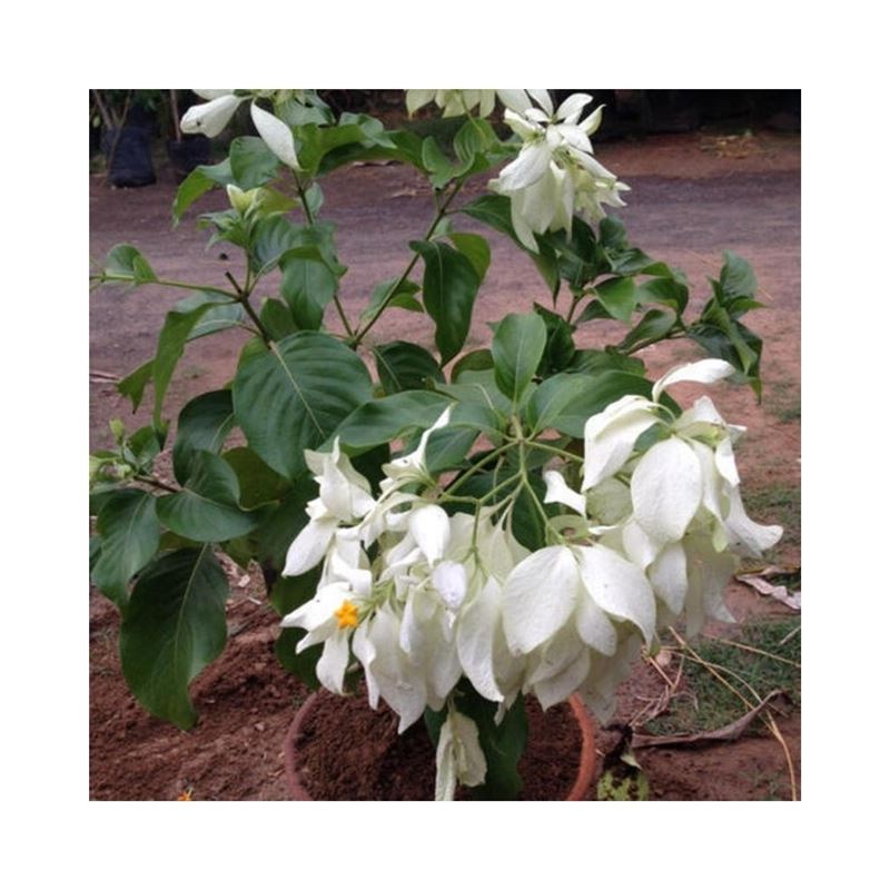 Buy Mussaenda (White) Plant Online at lowest price