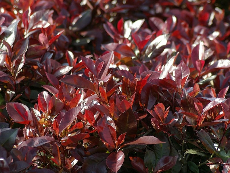Buy Photinia 'Red Robin' Online - Southern Woods