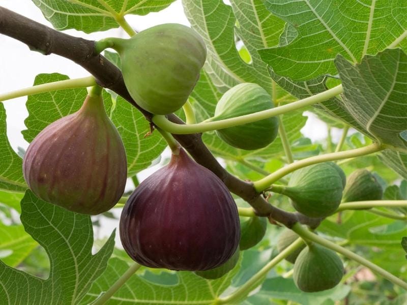 Buy Plants Online in Dubai - Common Fig Ficus Carica Plant - Plantnow.ae