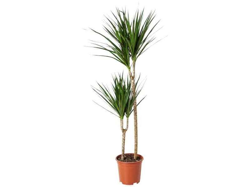 Buy Potted Dracaena Marginata Open Weave - Bloomscape