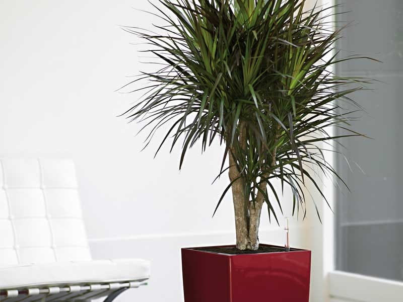 Buy Potted Staggered Dracaena Marginata Indoor Plant - Bloomscape