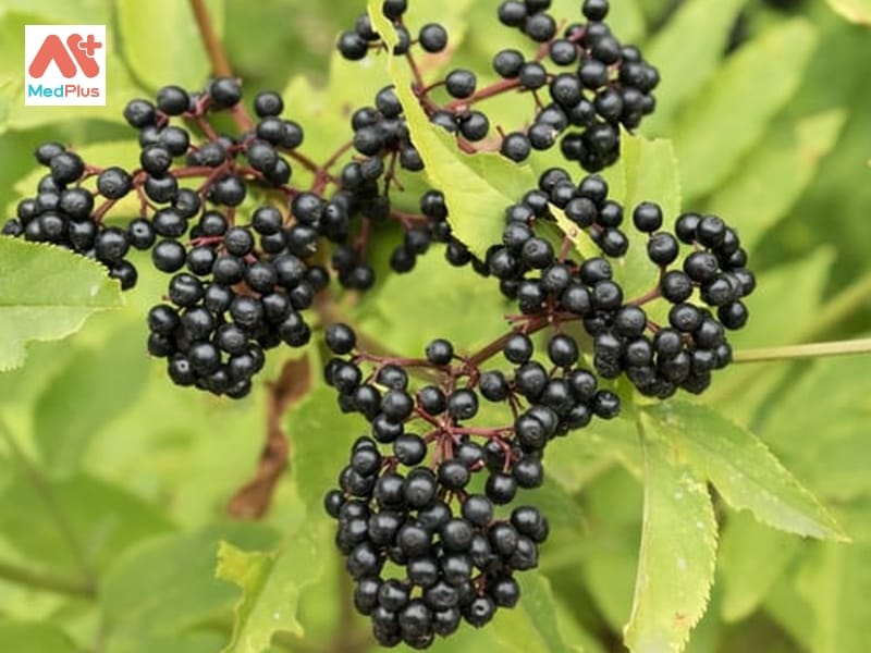 Buy Sambucus canadensis: American Elderberry Seeds Online in USA, Sambucus  canadensis: American Elderberry Seeds Price- TreeHelp.com