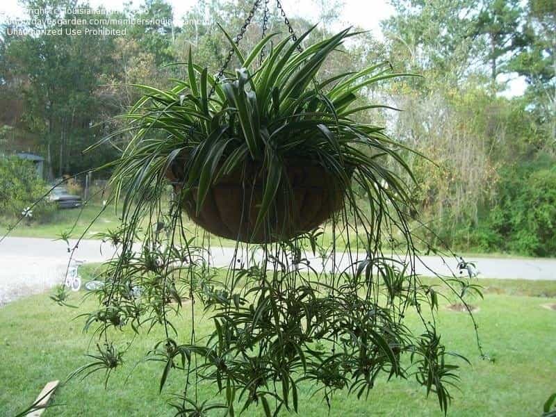 Buy Spider Plants Online, Order for Spider Plants in Delhi - Green Decor