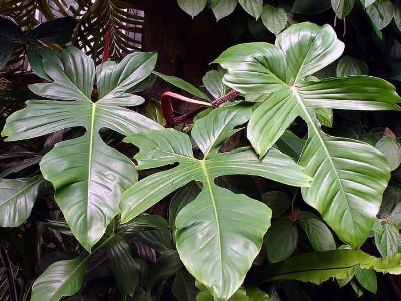 Buy Velvet Leaf Philodendron Micans Online - Peppyflora