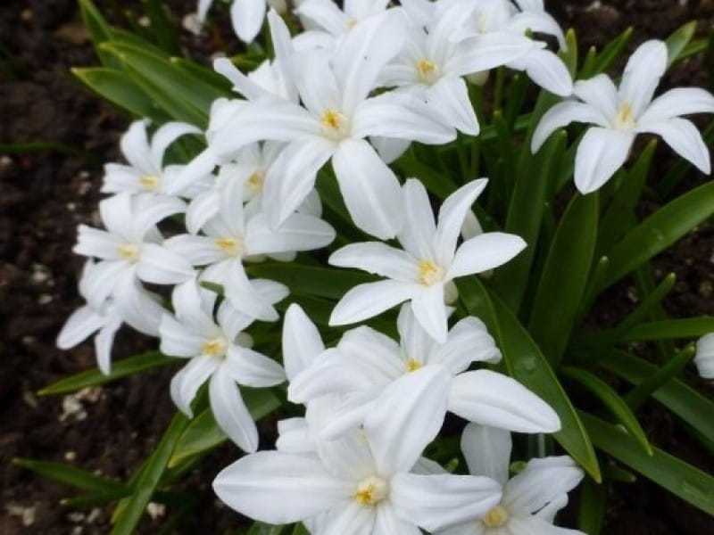 Buy Woodland bulbs® 25 x Chionodoxa Alba White - Spring Flowering Garden  Bulbs (Free UK PP) Online in Indonesia. B07BCJX5FD