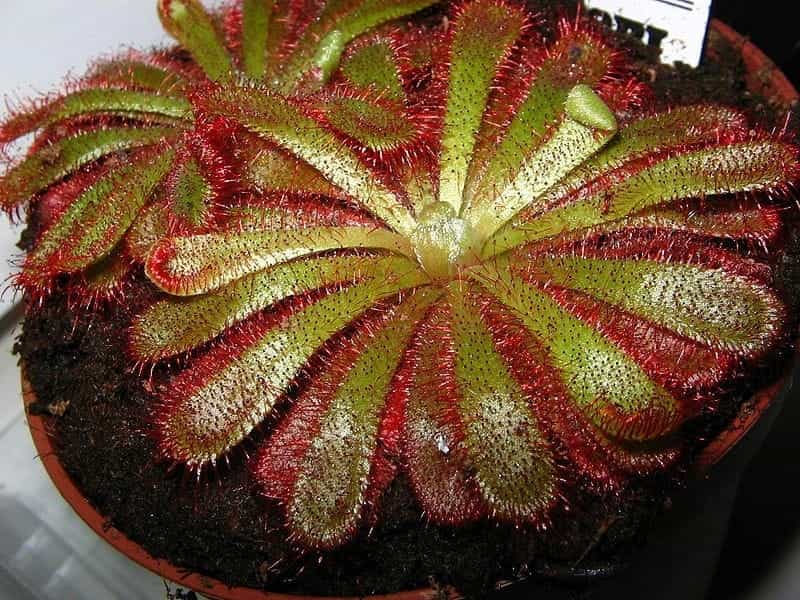 Buy cape sundew Drosera capensis: £7.99 Delivery by Crocus