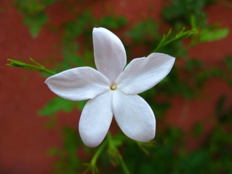 Buy common white jasmine Jasminum officinale: £24.99 Delivery by Crocus