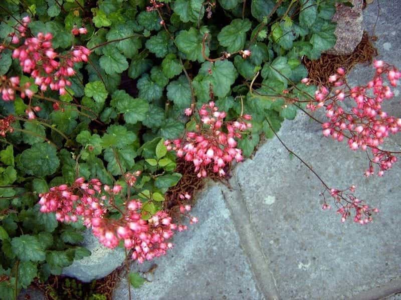 Buy coral bells Heuchera Forever Red (Forever Series): £9.99 Delivery by  Crocus