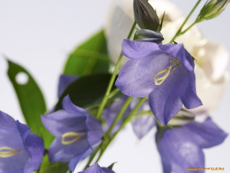 Buy dalmatian bellflower Campanula portenschlagiana: £6.99 Delivery by  Crocus