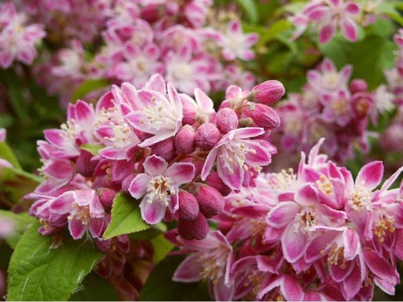 Buy deutzia Deutzia gracilis Nikko: £19.99 Delivery by Crocus