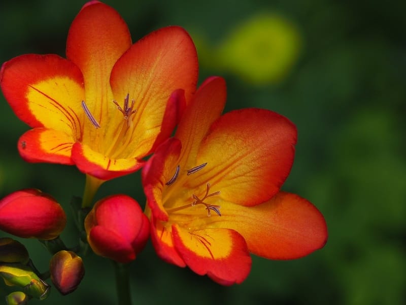 Buy double freesia bulbs Freesia double flowering mixed: £6.99 Delivery by  Crocus