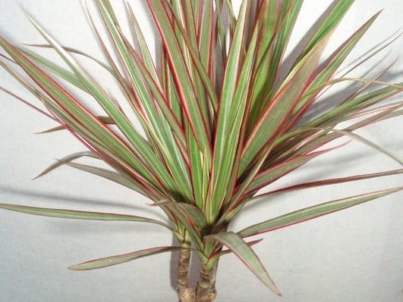 Buy dracaena marginata in Kiev. Unpretentious dracaena.